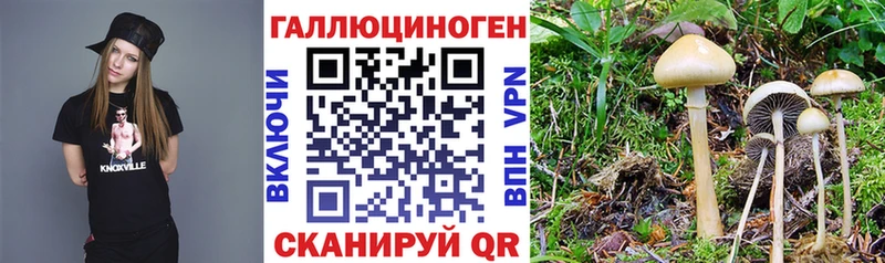 Псилоцибиновые грибы Cubensis дарк нет официальный сайт Тимашёвск
